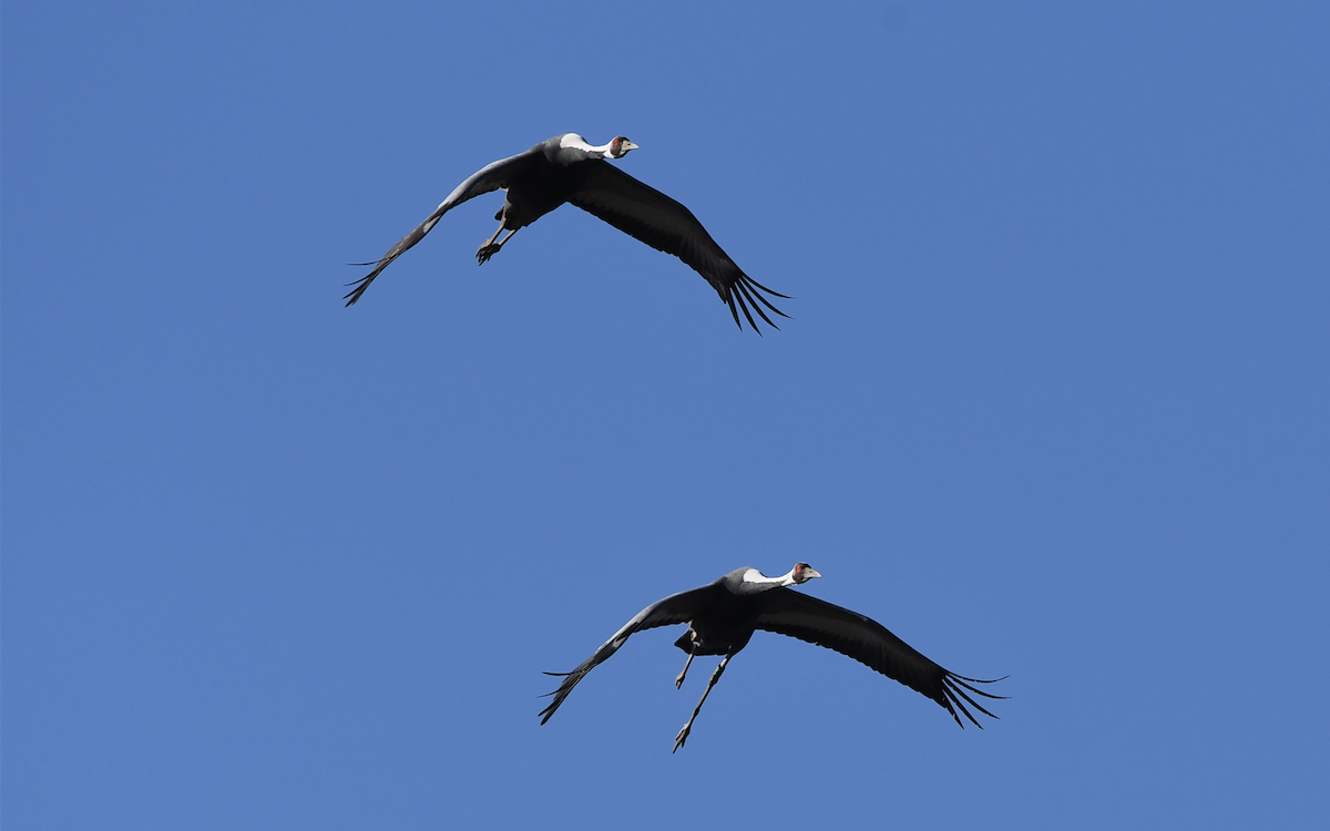 White-naped Crane - Oriental Stork