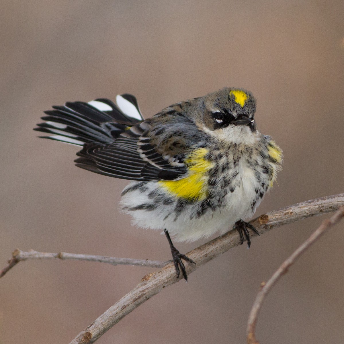 Yellow-rumped Warbler (Myrtle) - ML35432871