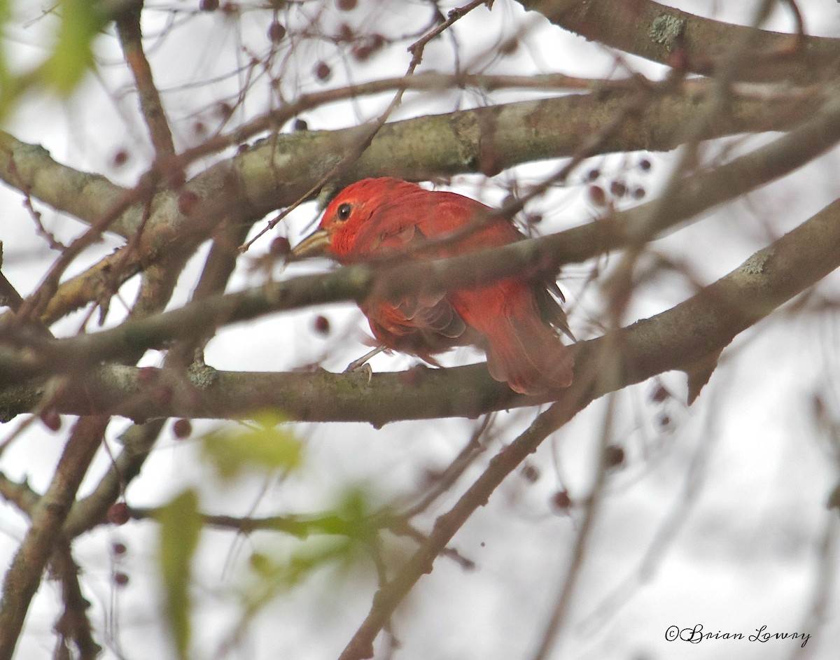 Summer Tanager - Brian Lowry