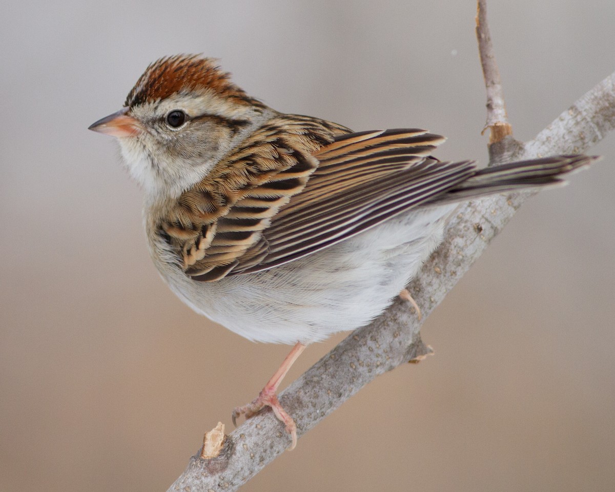 Chipping Sparrow - ML35432901