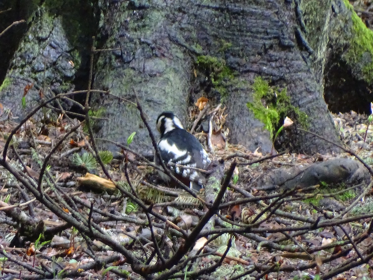 Great Spotted Woodpecker - ML354331721