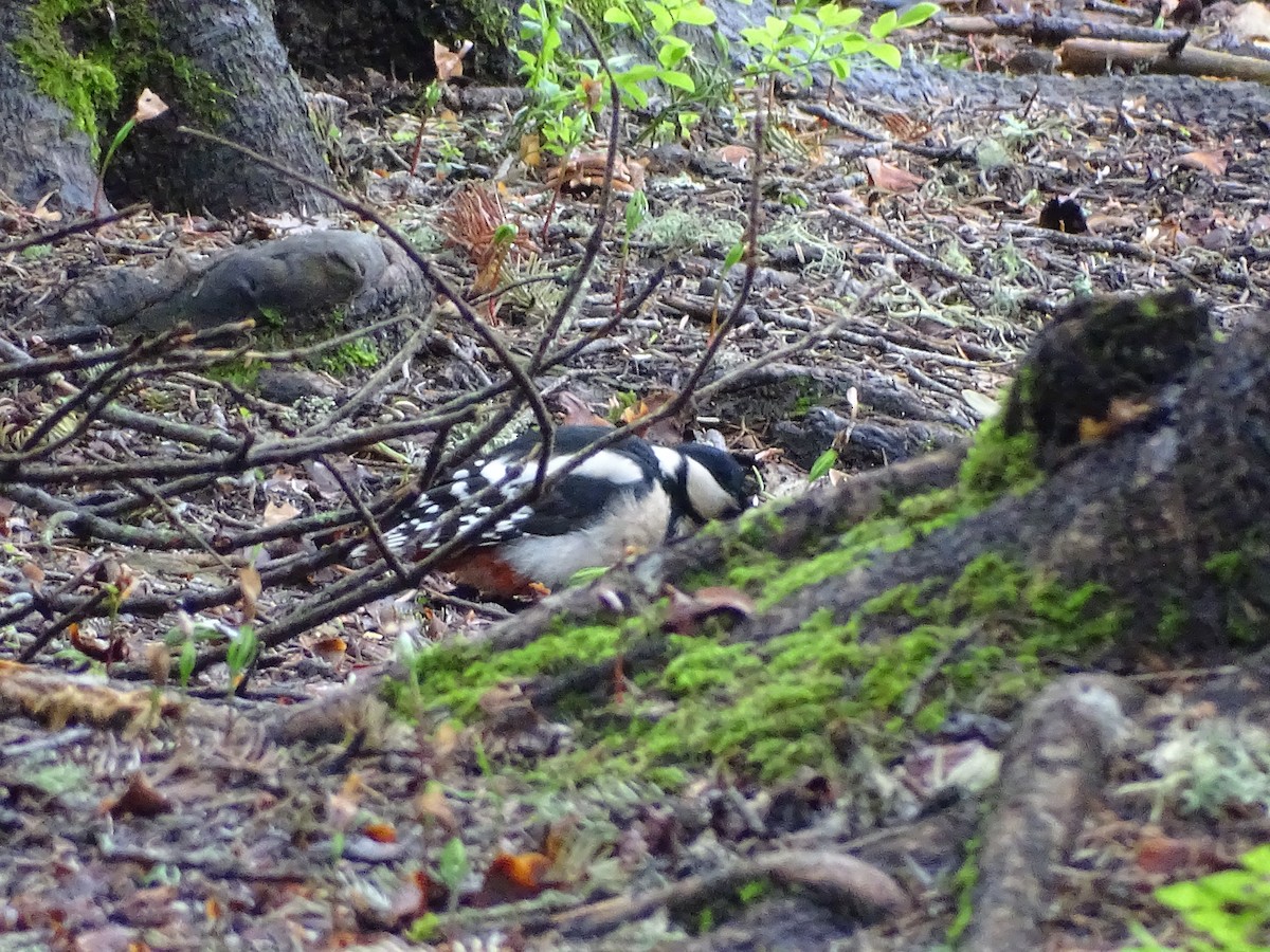 Great Spotted Woodpecker - ML354331801