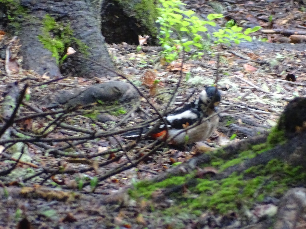 Great Spotted Woodpecker - ML354331811