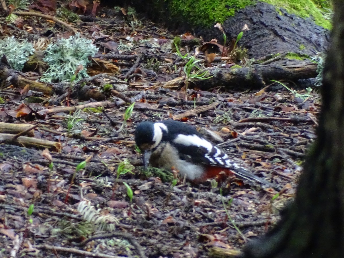 Great Spotted Woodpecker - ML354331821
