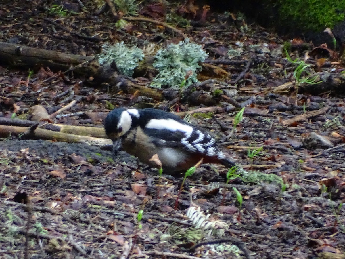 Great Spotted Woodpecker - ML354331841
