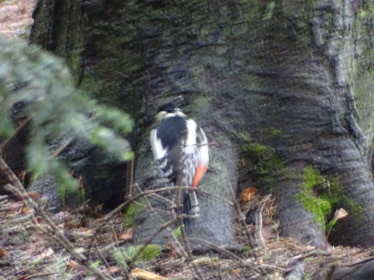 Great Spotted Woodpecker - ML354331881