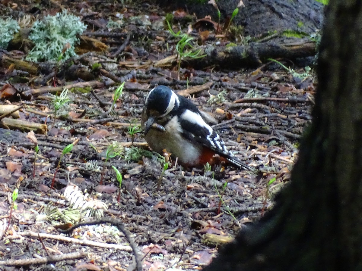 Great Spotted Woodpecker - ML354331911
