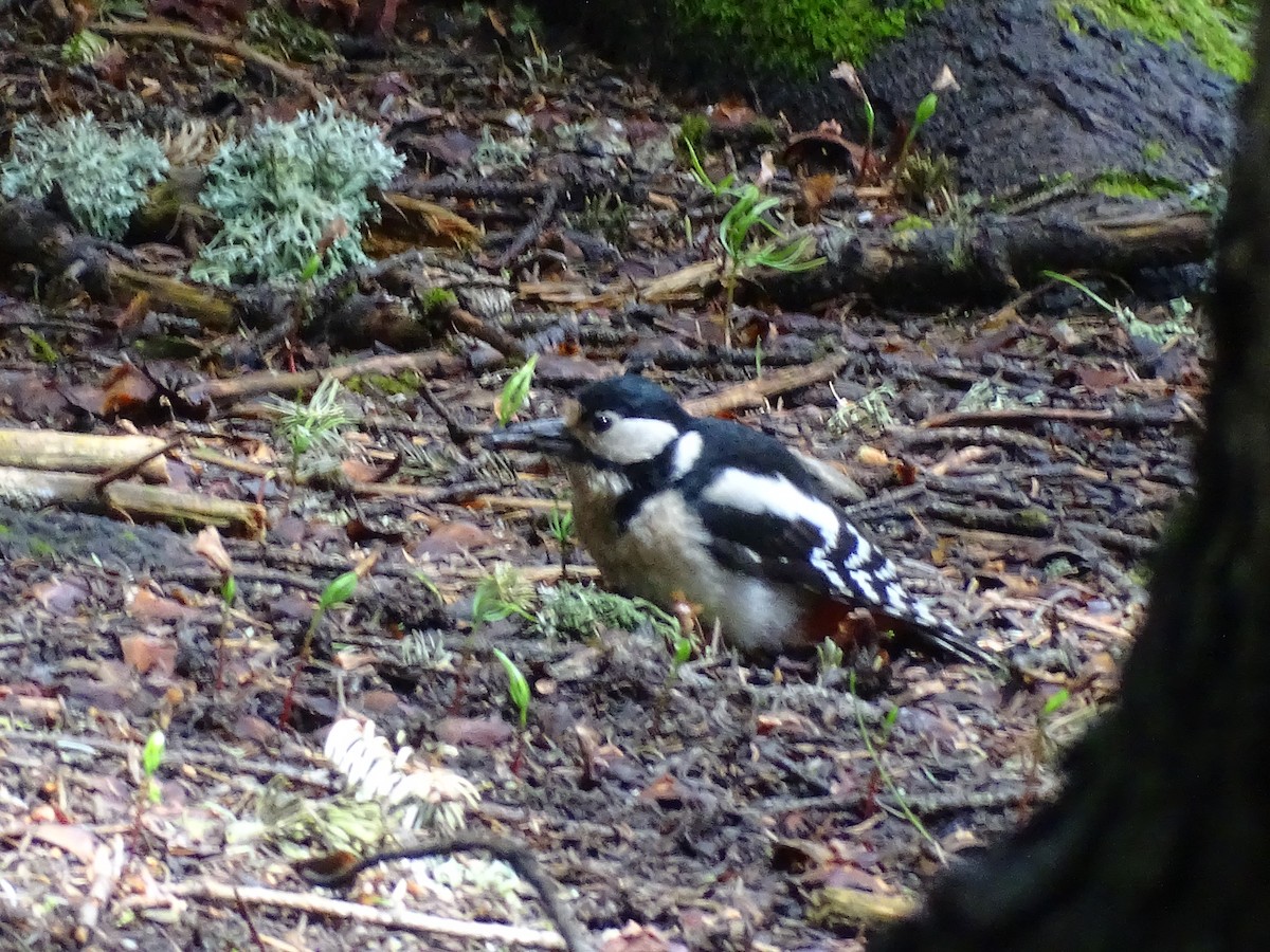 Great Spotted Woodpecker - ML354331921