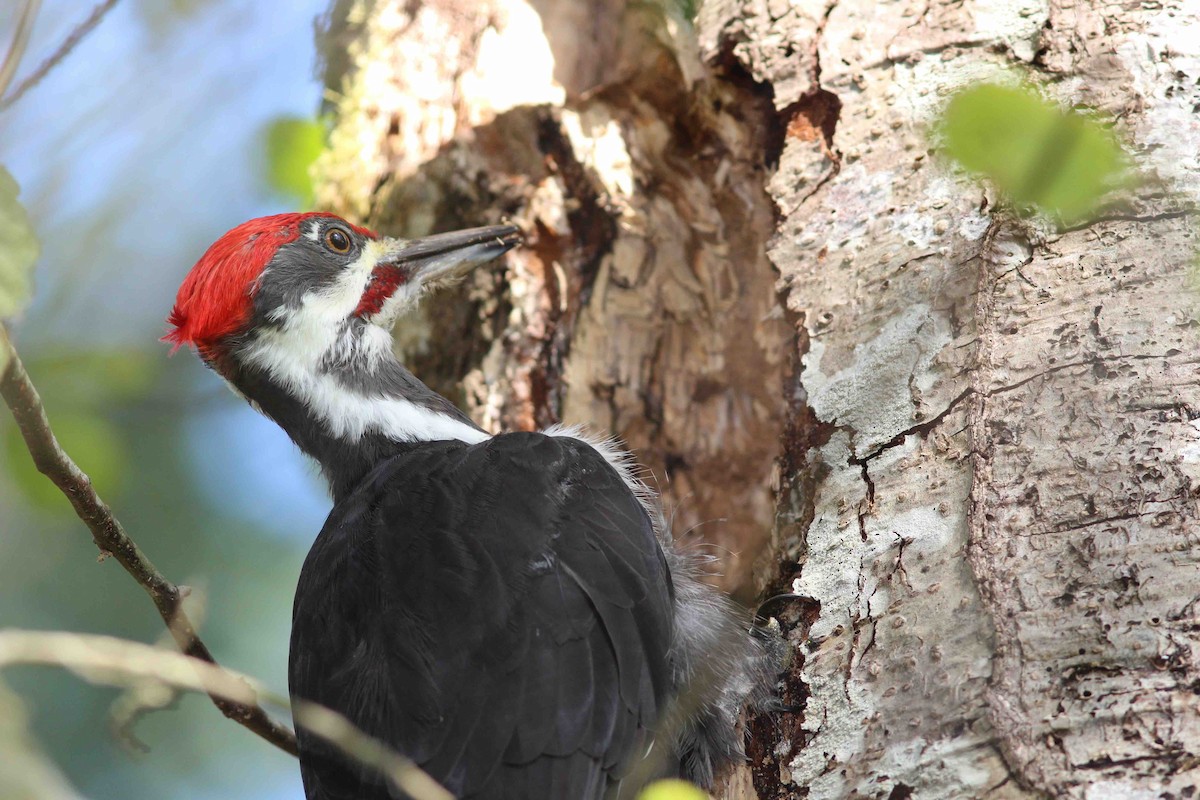 Pileated Woodpecker - Breck Tyler