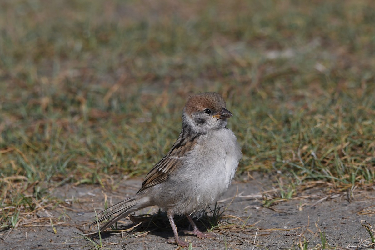 Eurasian Tree Sparrow - ML354335721