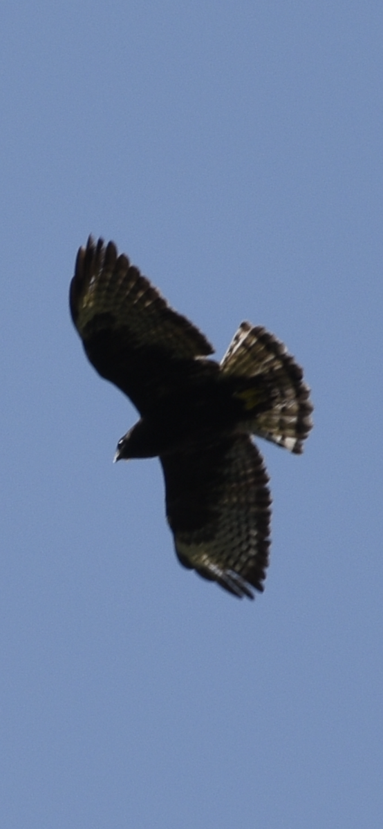 Short-tailed Hawk - ML354336101