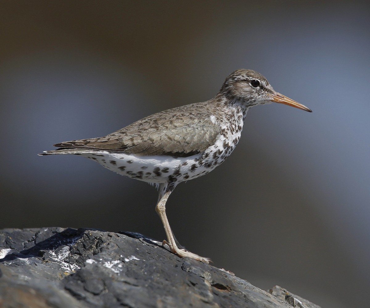 Spotted Sandpiper - Charles Fitzpatrick