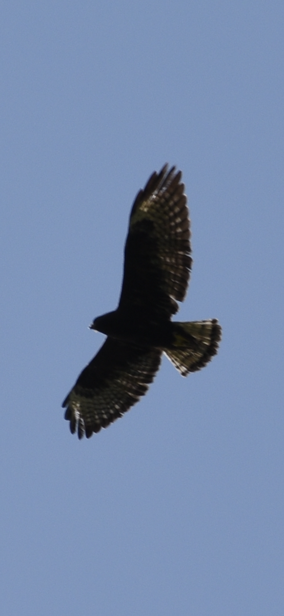 Short-tailed Hawk - ML354336631