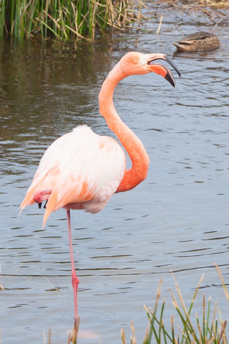 American Flamingo - ML354338431