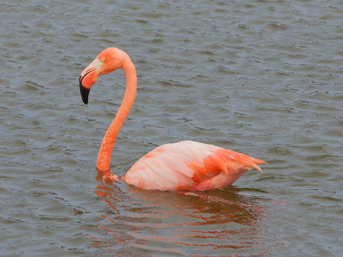 American Flamingo - ML354338461