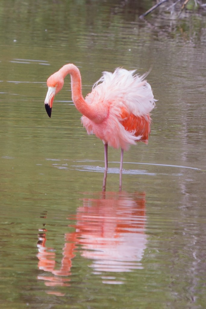 American Flamingo - Simon Keizer