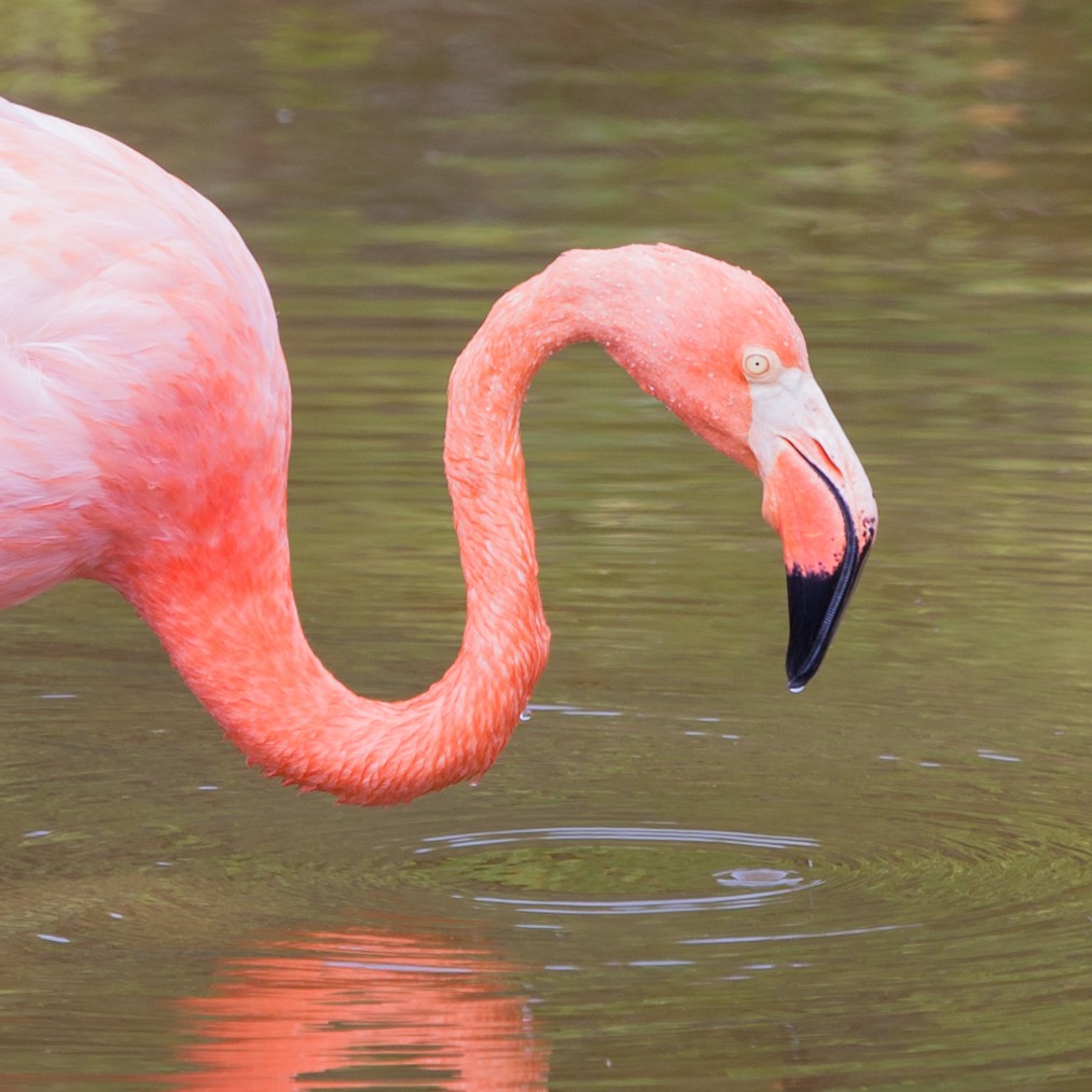 American Flamingo - ML354338641