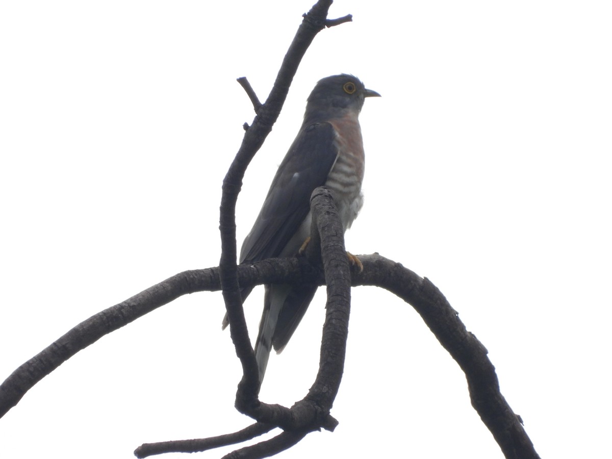Common Hawk-Cuckoo - ML354339491