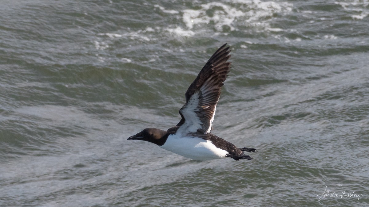 Thick-billed Murre - ML354342221