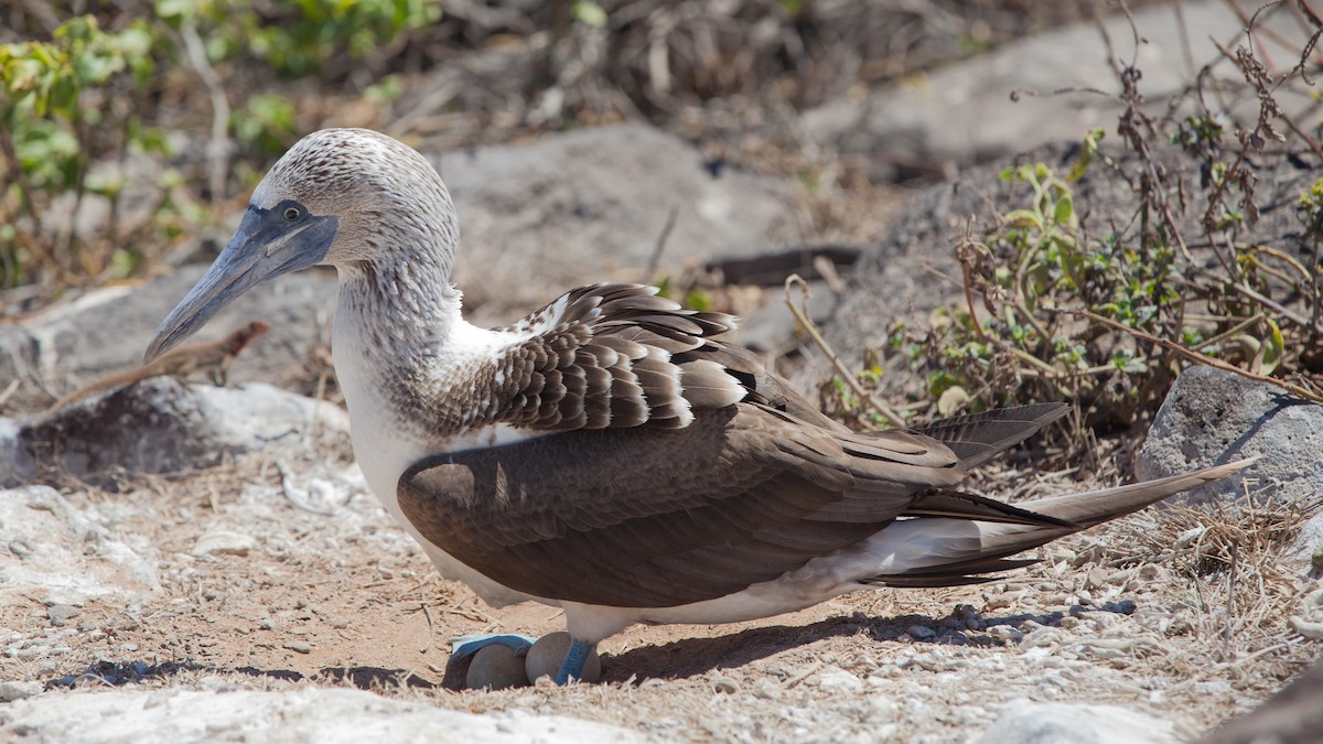 Blue-footed Booby - ML354342701