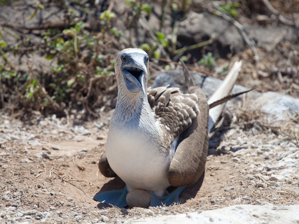 Blue-footed Booby - ML354342731