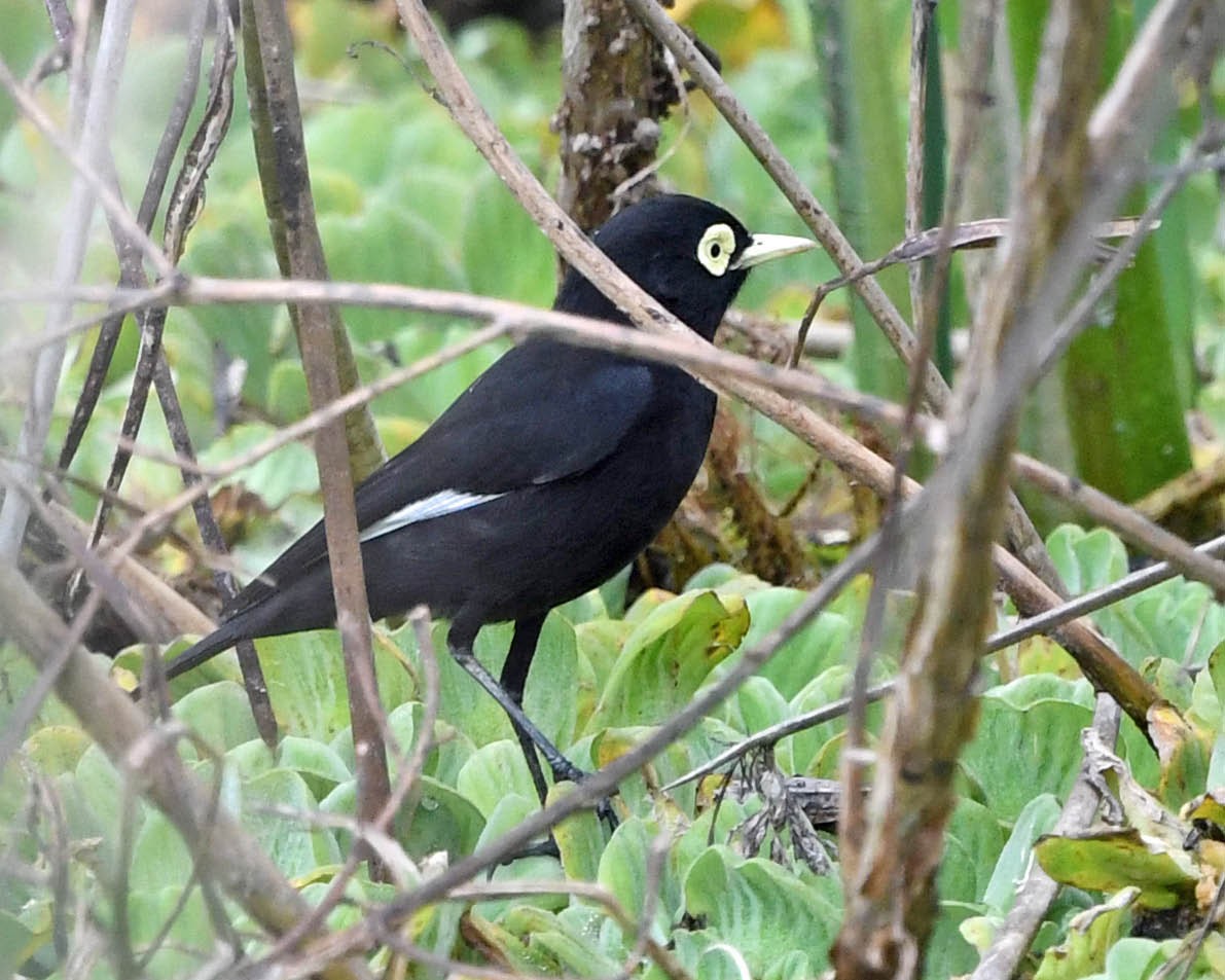 Spectacled Tyrant - ML354344191
