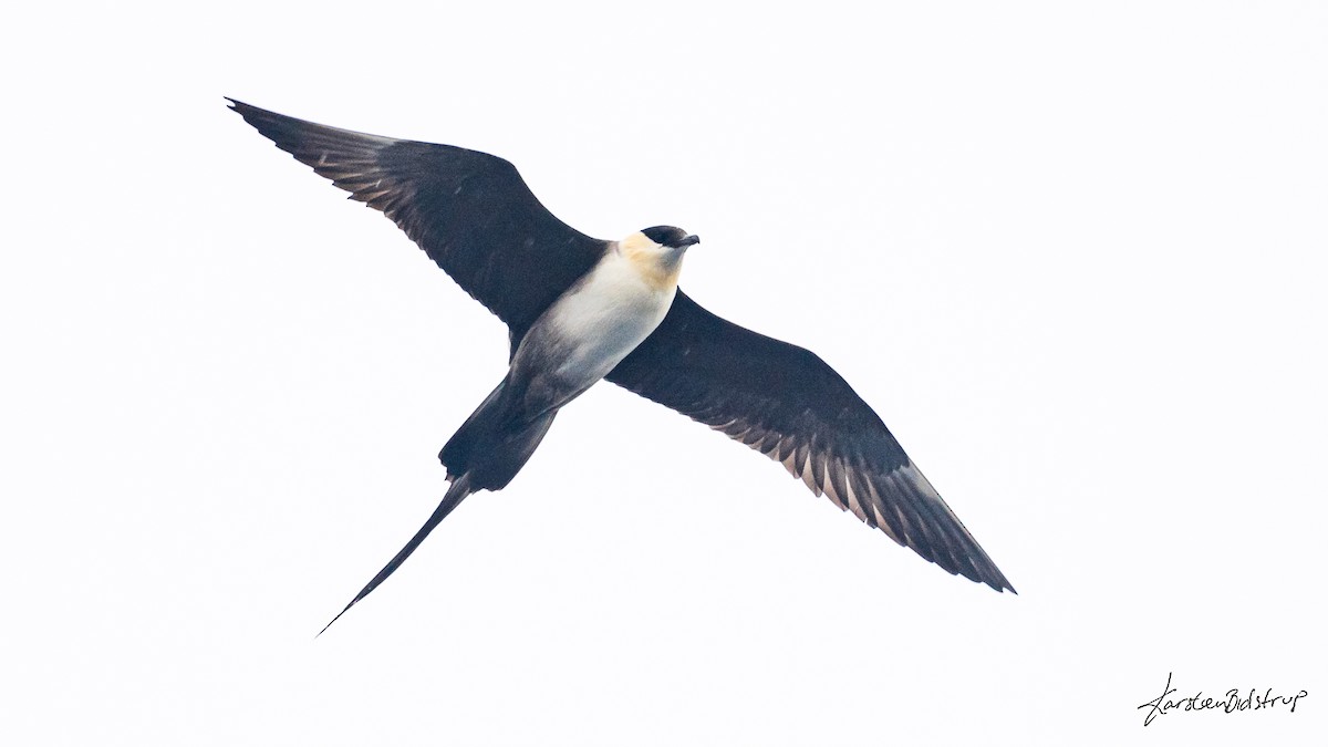 Long-tailed Jaeger - ML354344861