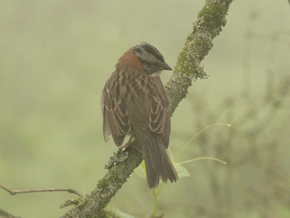 Rufous-collared Sparrow - ML354346381