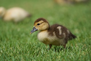 Muscovy Duck (Domestic type), ML354349651