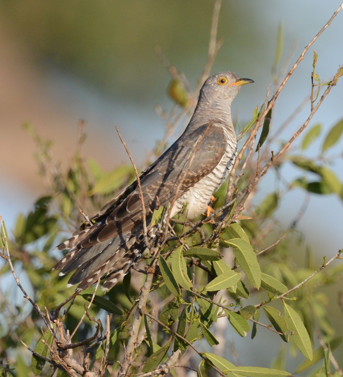 Common Cuckoo - Bertina K
