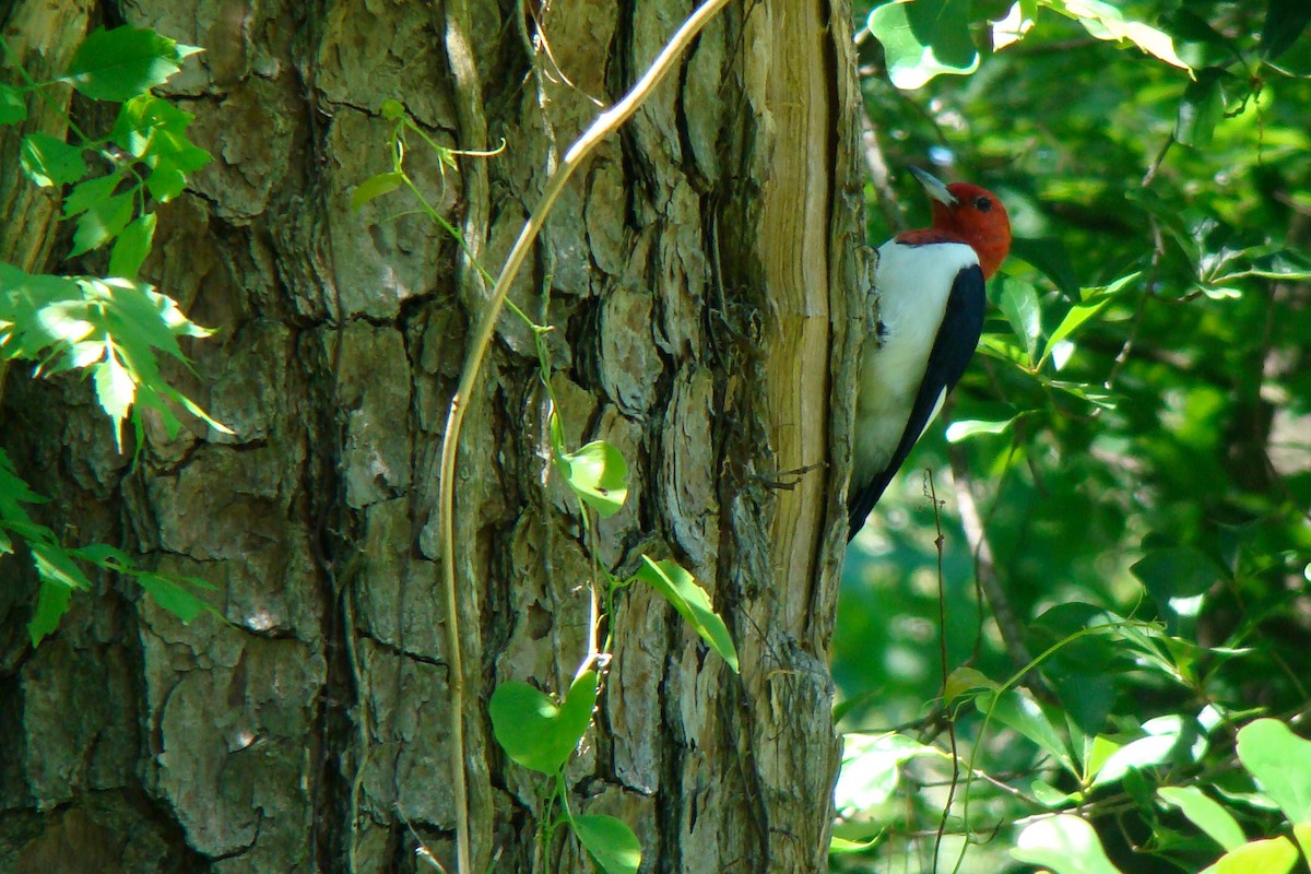 Red-headed Woodpecker - Mark W11 Kulstad