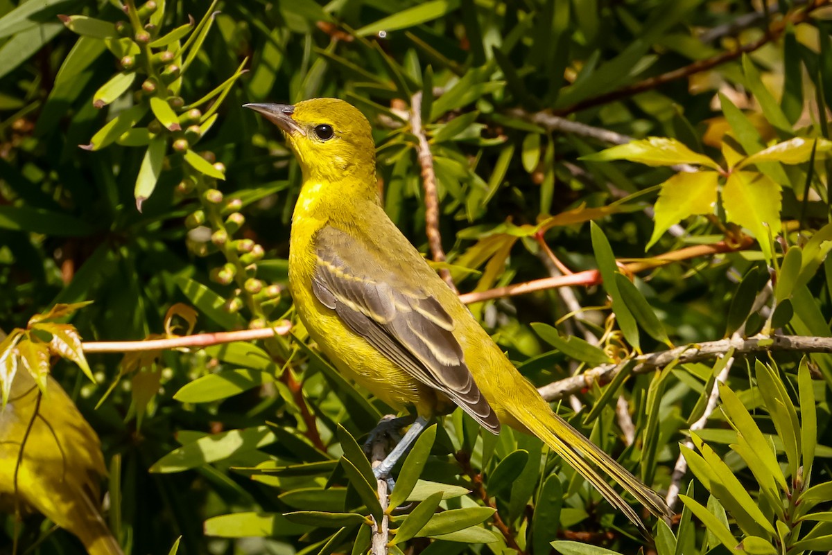 Orchard Oriole - ML354355531