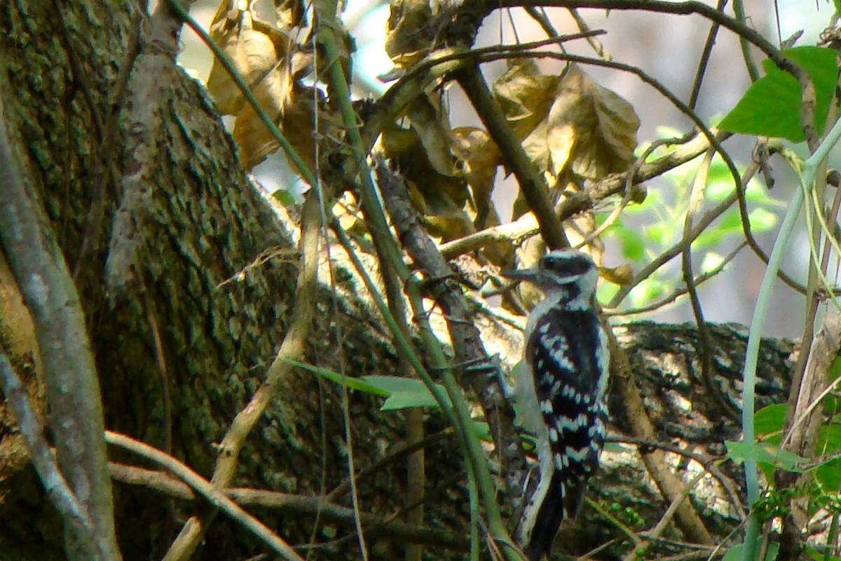 Downy Woodpecker - Mark W11 Kulstad