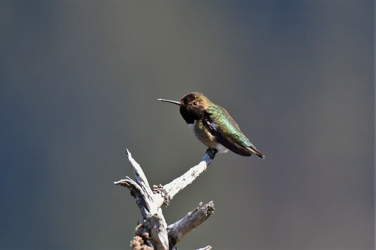Anna's x Rufous Hummingbird (hybrid) - ML354358751