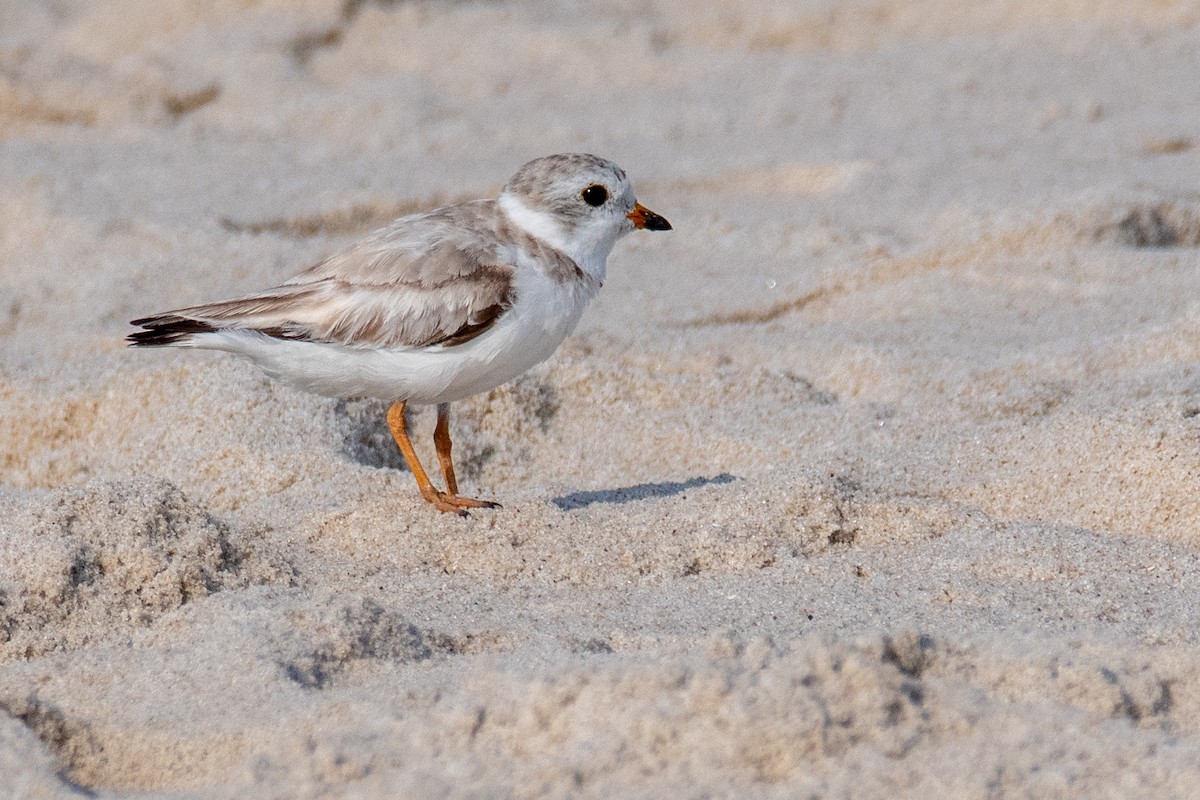 Piping Plover - M K