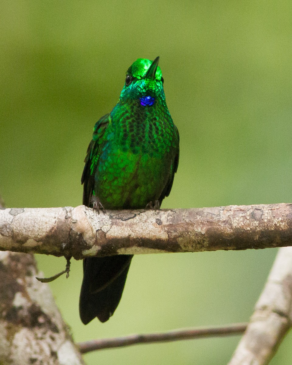 Green-crowned Brilliant - ML35436431