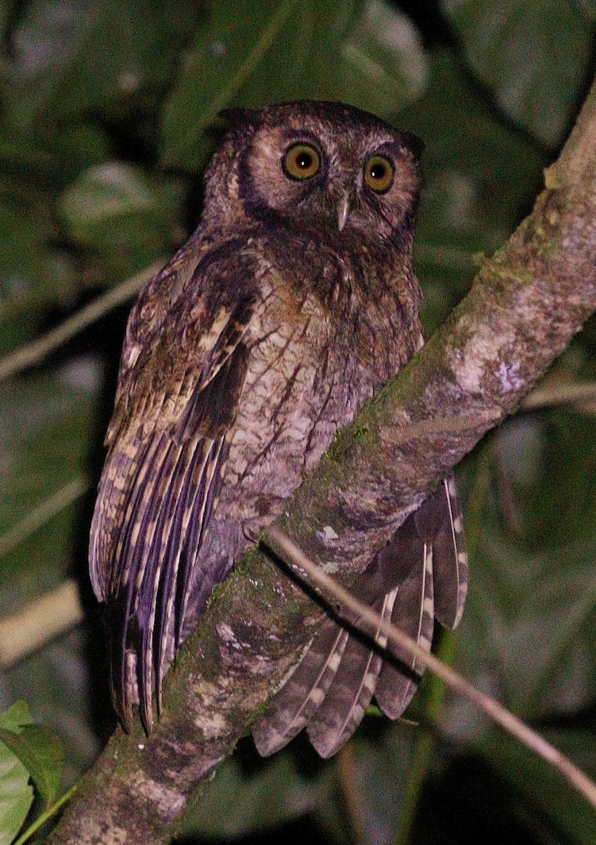 Black-capped Screech-Owl - ML354365241