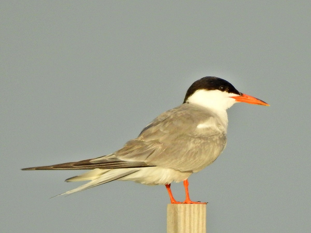 Common Tern - Jeff Goff