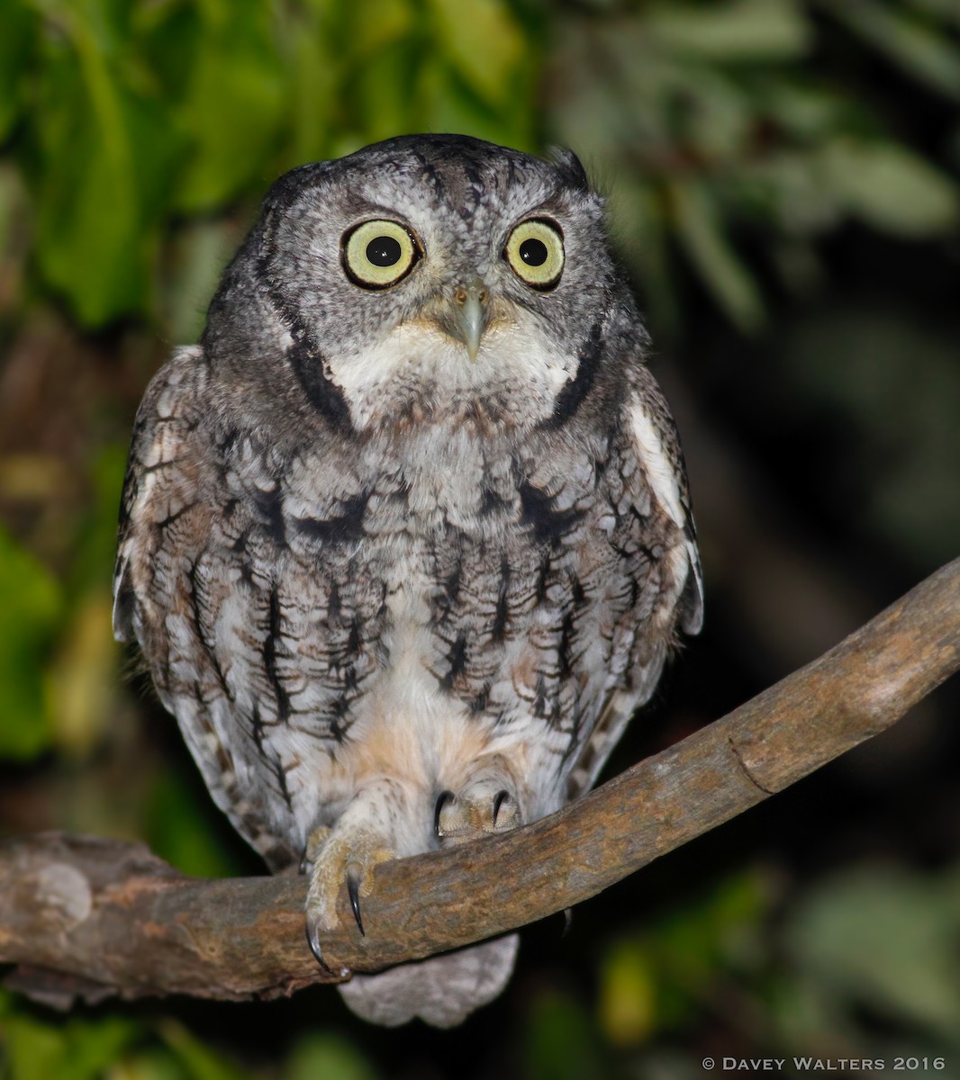 Eastern Screech-Owl (Northern) - Davey Walters