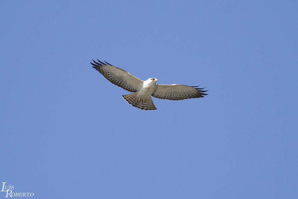 Short-tailed Hawk - Luis Roberto da Silva