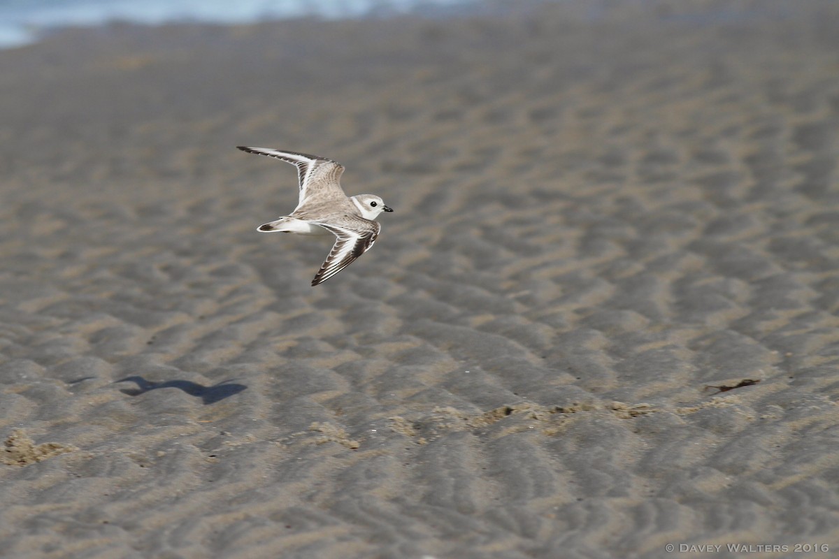 Piping Plover - ML35436961