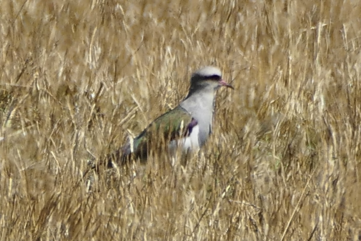 Andean Lapwing - ML354373801