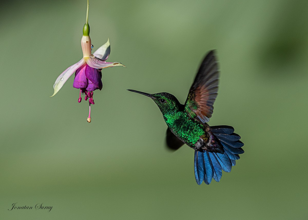 Blue-tailed Hummingbird - Jonatan David Suruy Medrano