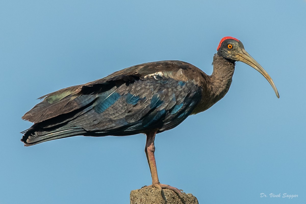 ibis bradavičnatý - ML354376421