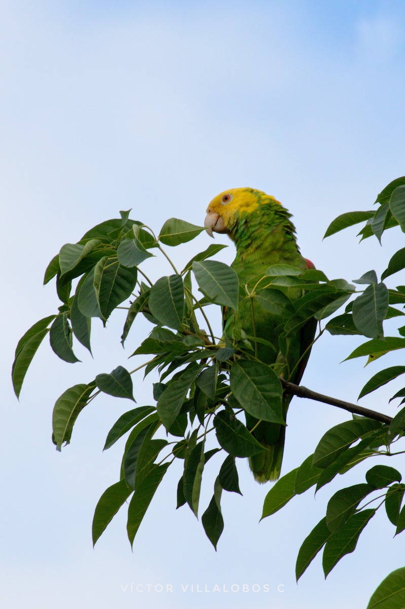 Yellow-headed Parrot - ML354377561
