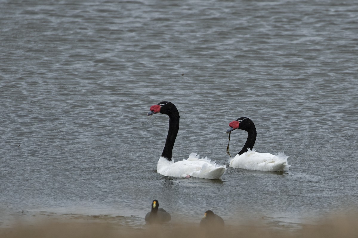 Black-necked Swan - Leonildo Piovesan