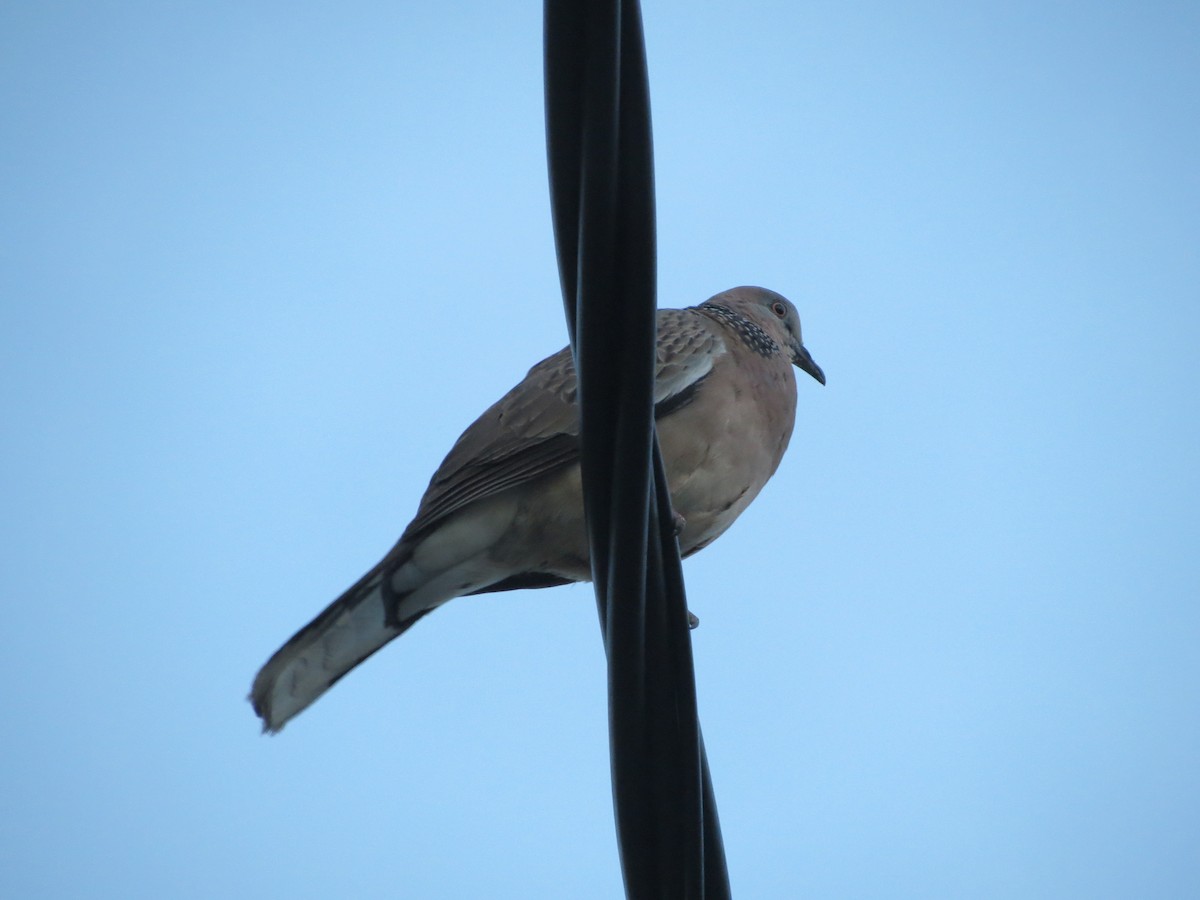 Spotted Dove - ML354382701