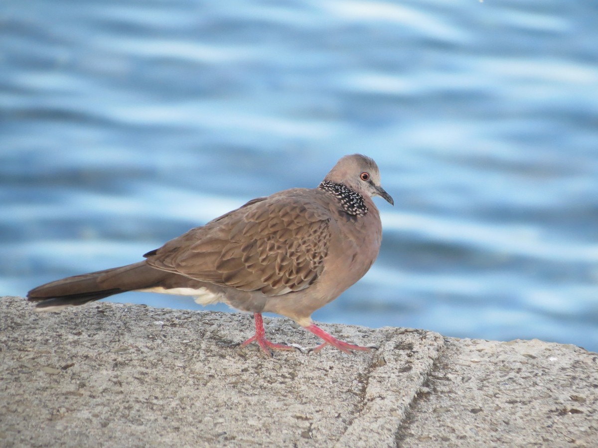 Spotted Dove - ML354382741