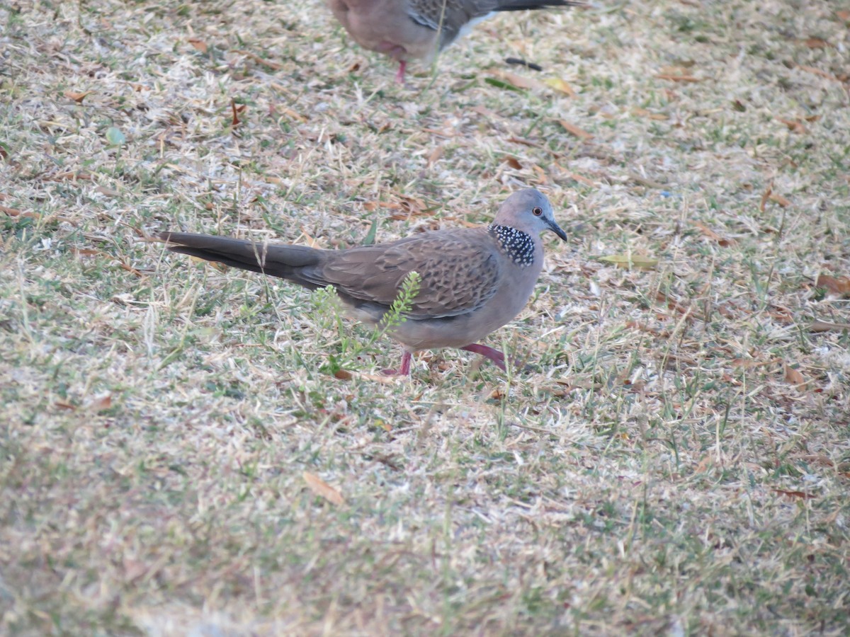Spotted Dove - ML354382771
