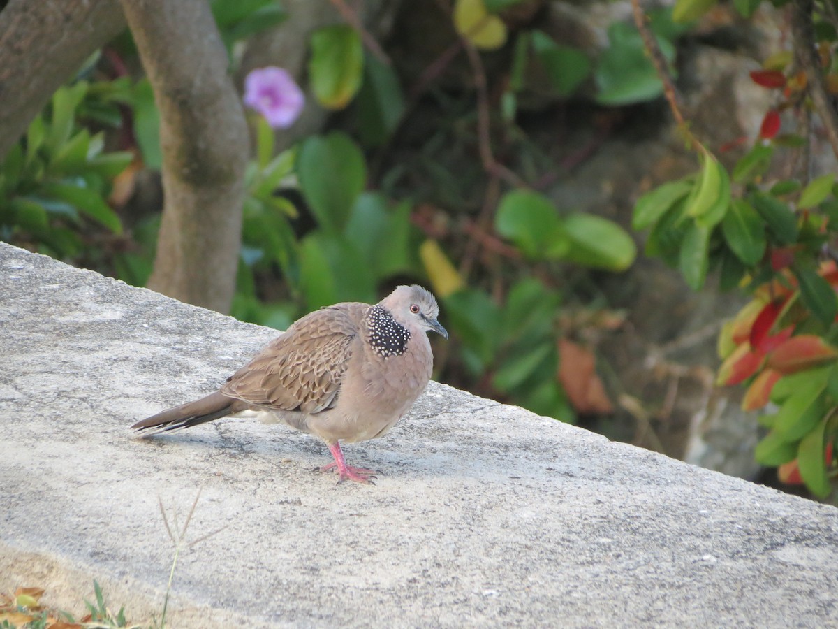 Spotted Dove - ML354382811